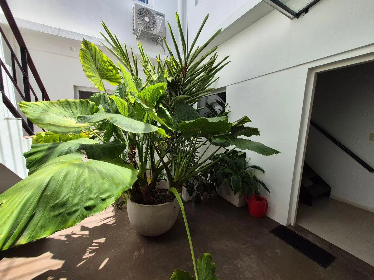 Exquisito PH 5 Ambientes Reciclado * Amplísimo y Soleado, Patio y Gran Terraza *Chacarita/Colegiales 4