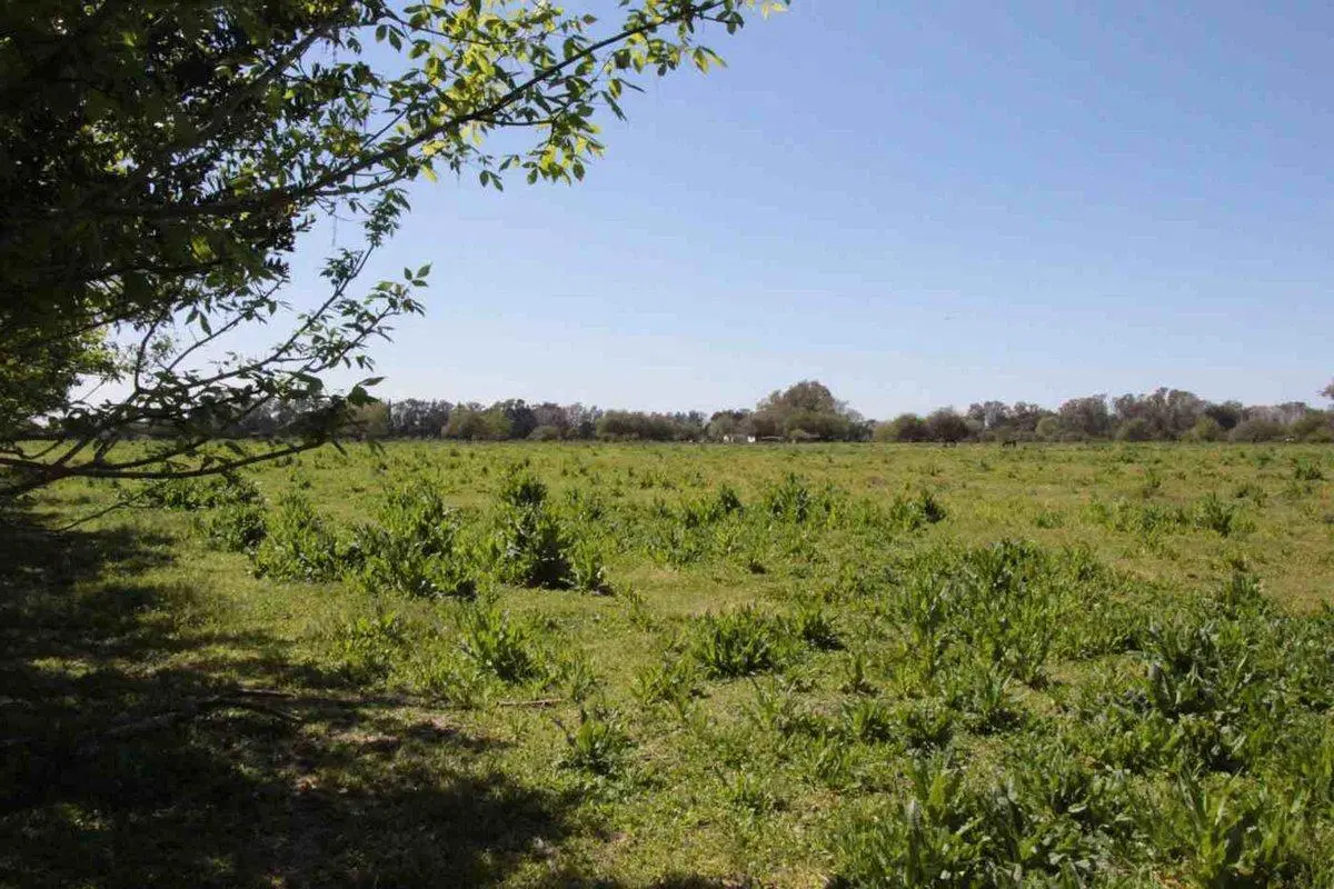 Campo 35,83 Ha - Km 51 Au Ezeiza Cañuelas 5