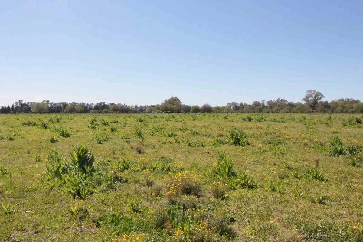 Campo 35,83 Ha - Km 51 Au Ezeiza Cañuelas 2