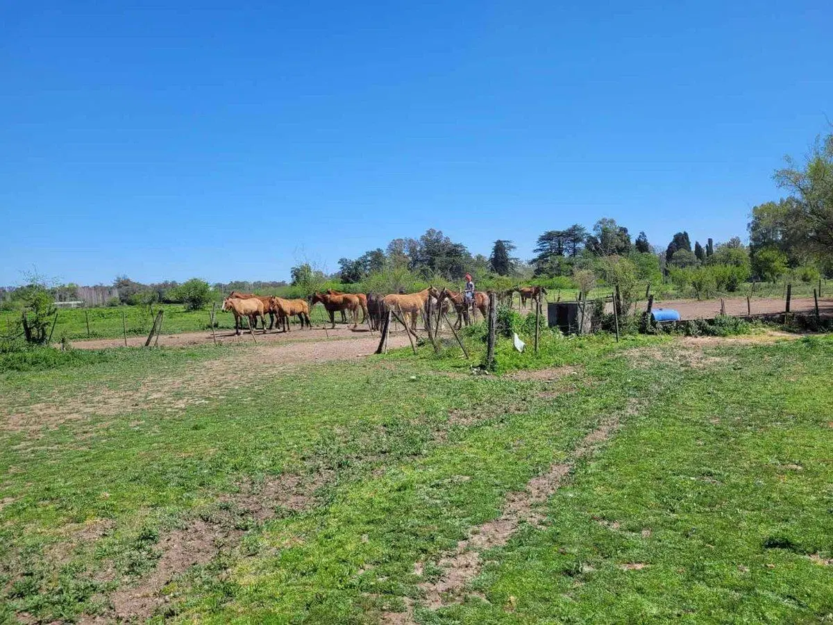 Campo 35,83 Ha - Km 51 Au Ezeiza Cañuelas 8