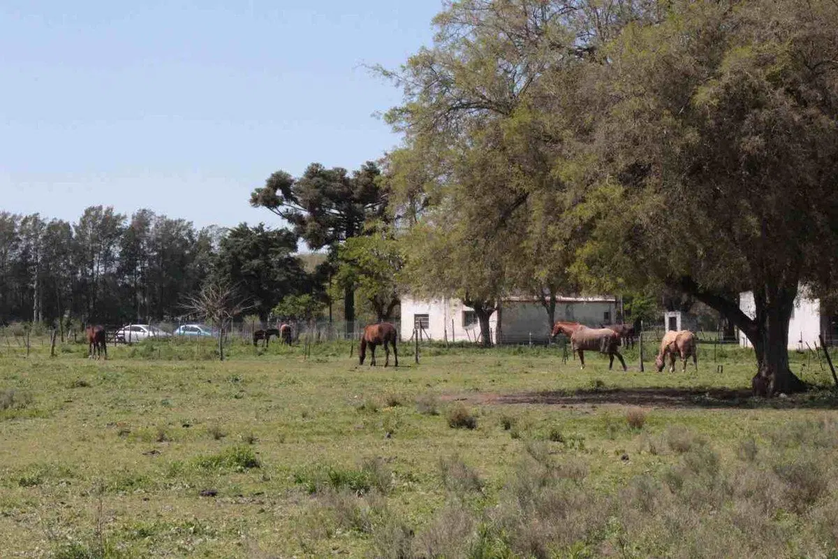 Campo 35,83 Ha - Km 51 Au Ezeiza Cañuelas 5