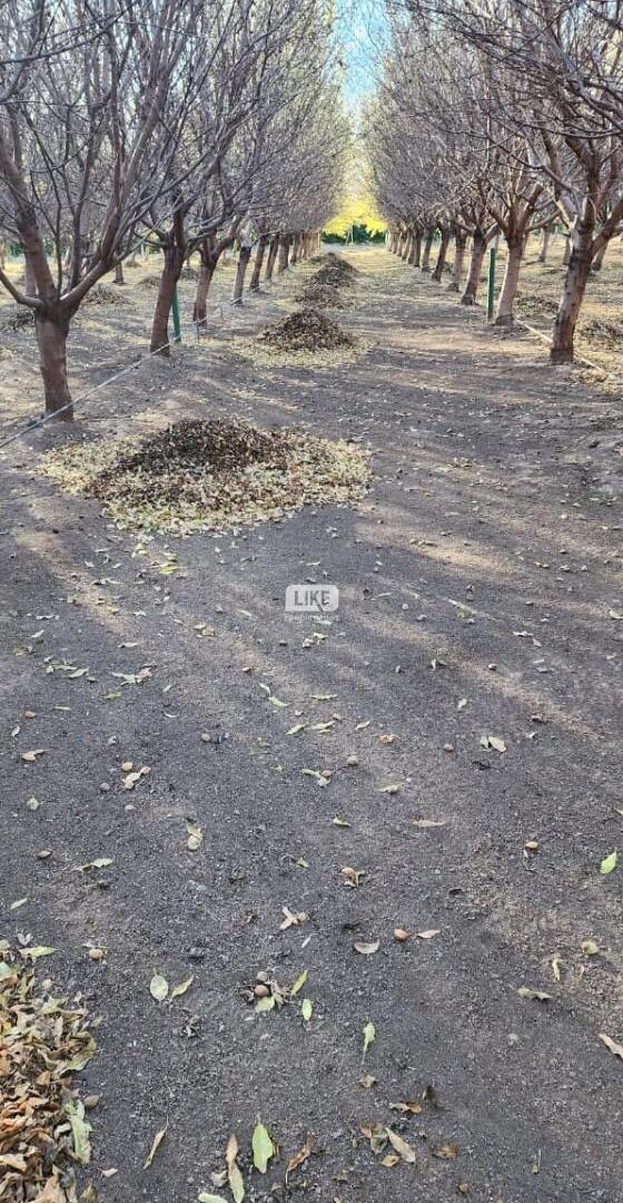 Foto de Chacra con Almendros, imagen 2
