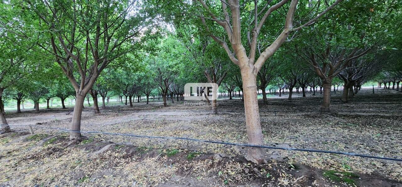 Foto de Chacra con Almendros, imagen 1
