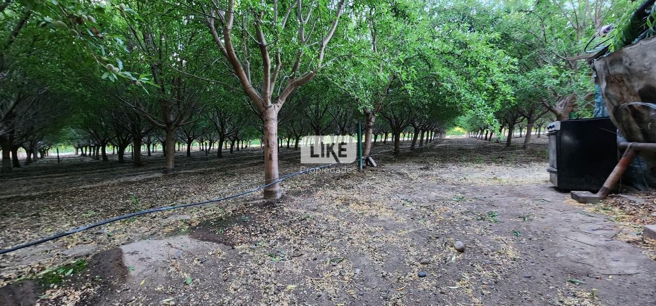 Foto de Chacra con Almendros, imagen 5