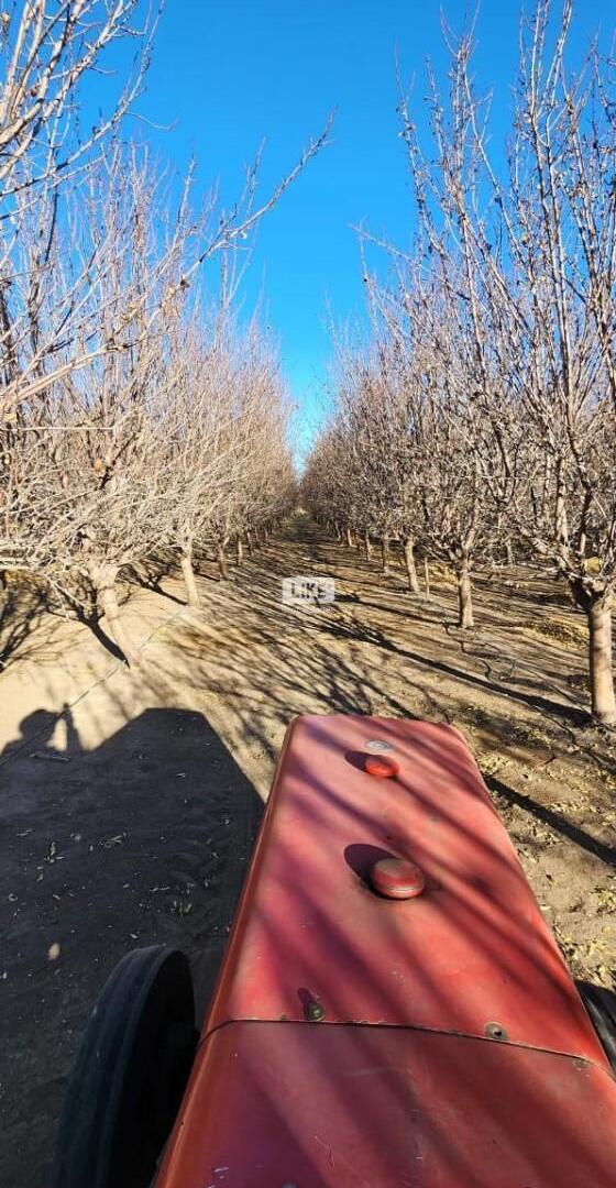 Foto de Chacra con Almendros, imagen 4