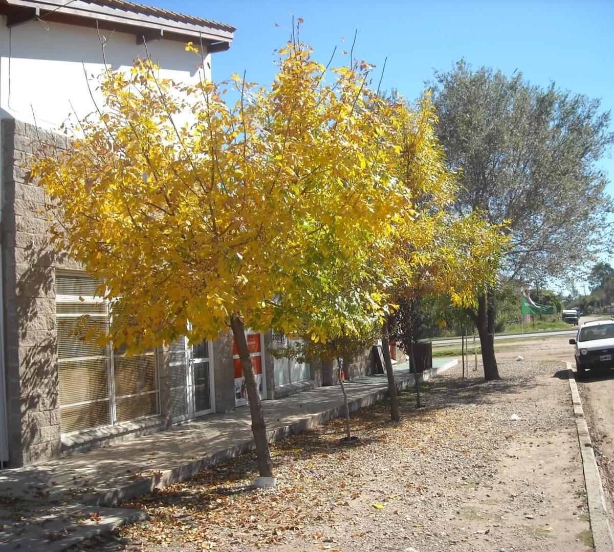 Ruta 5 Cuesta del Tren, 3 Locales y Vivienda, 336 m² Cub 3