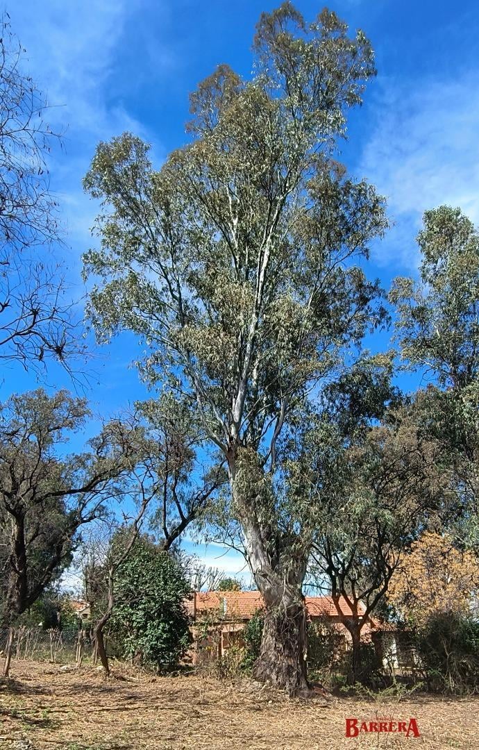 Foto de Lote en Los Almendros 1304 casi Av. Dos Venados, imagen 3