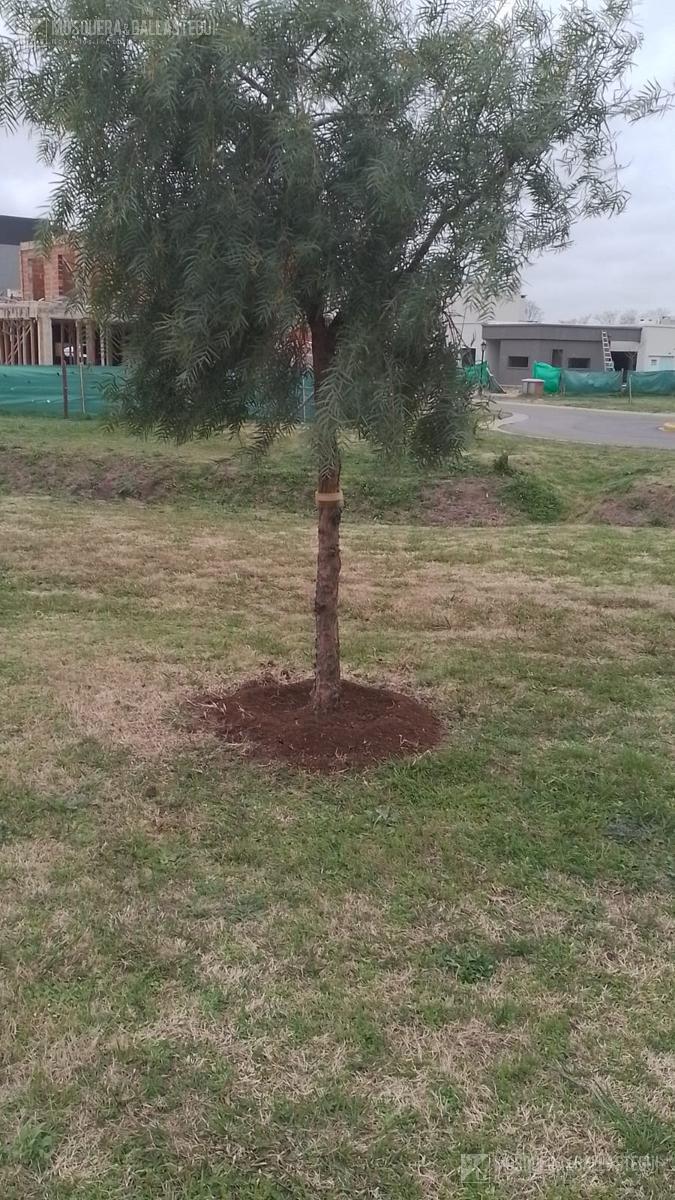 Foto de Terreno en venta en Santa Lucia, imagen 4