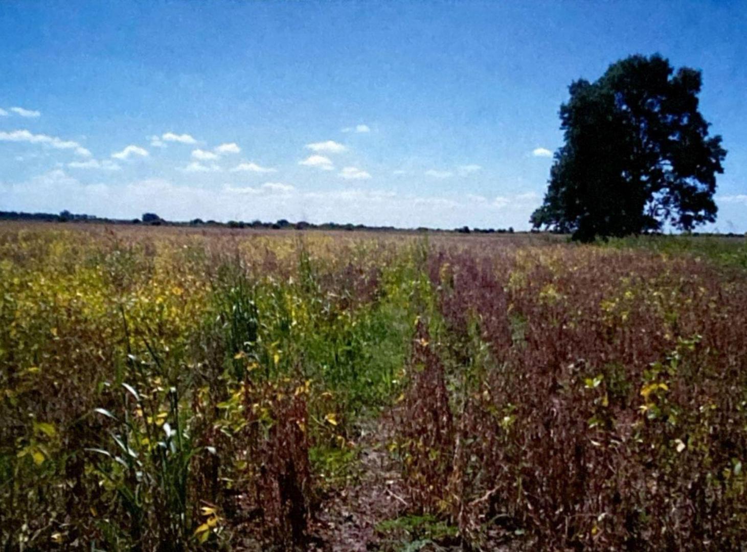 Foto de CAMPO 700 Has. en SAN JUSTO Estancia EL CHAMBERLY, imagen 3
