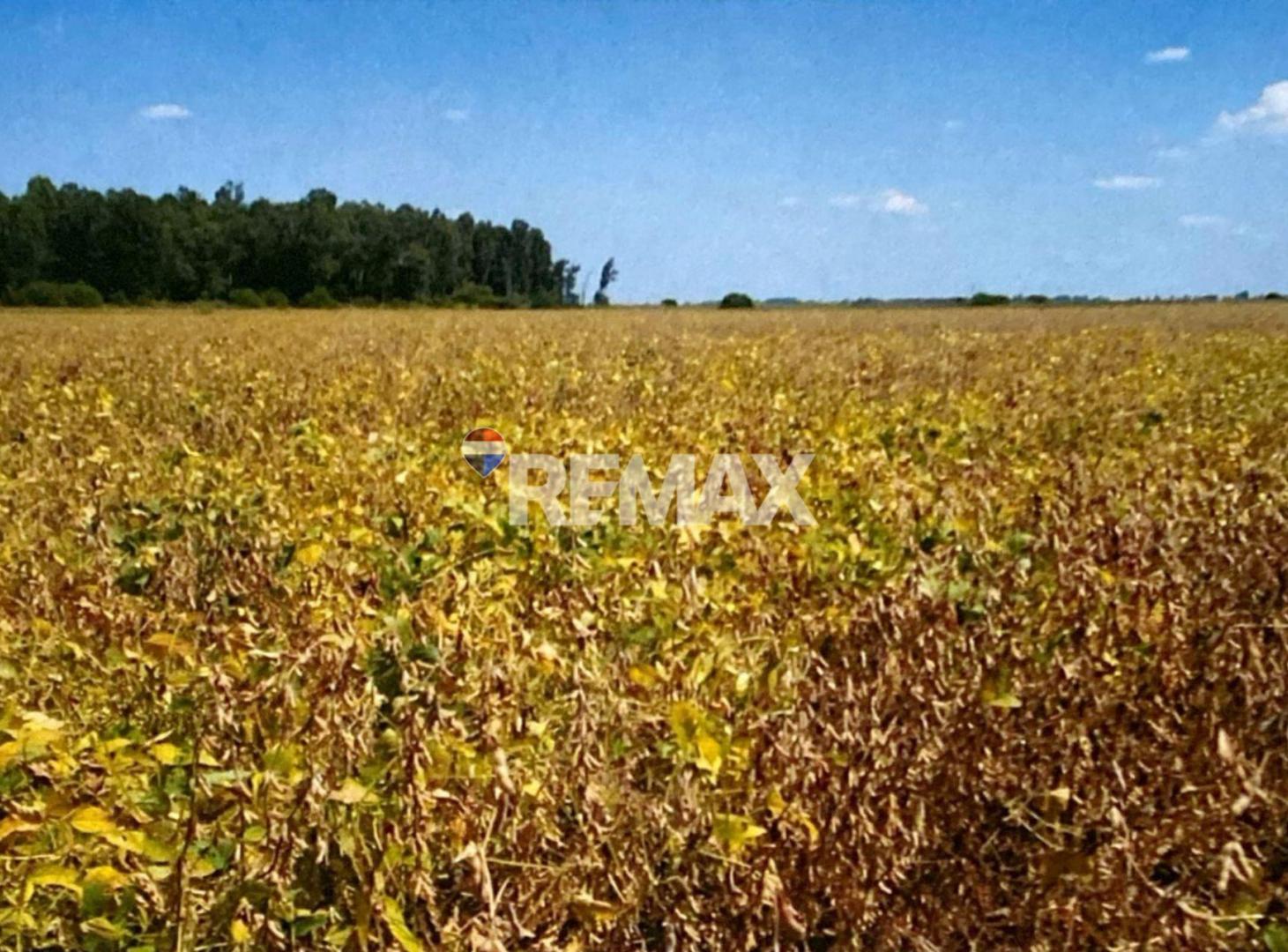 Foto de CAMPO 700 Has. en SAN JUSTO Estancia EL CHAMBERLY, imagen 2
