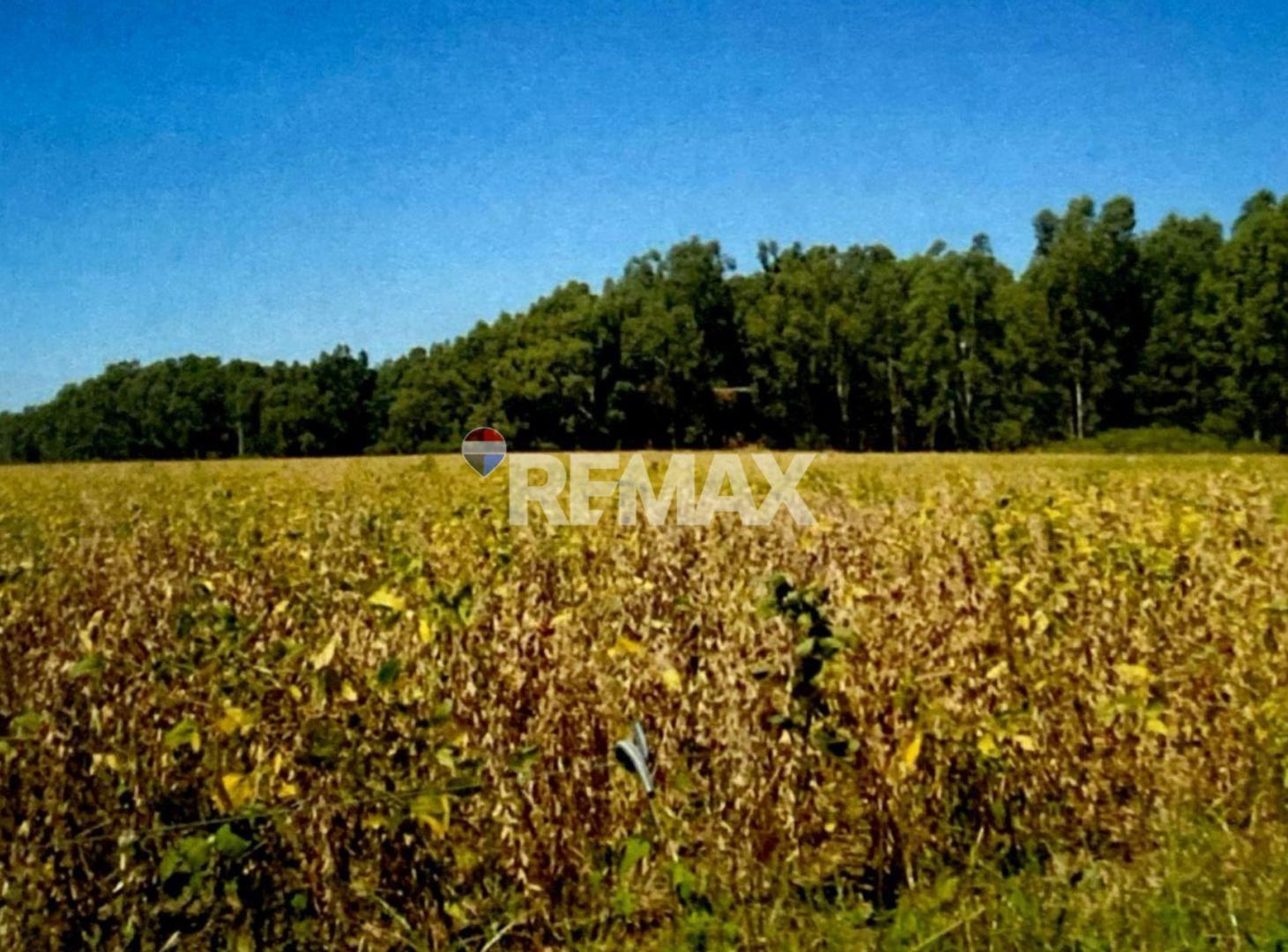 Foto de CAMPO 700 Has. en SAN JUSTO Estancia EL CHAMBERLY, imagen 1