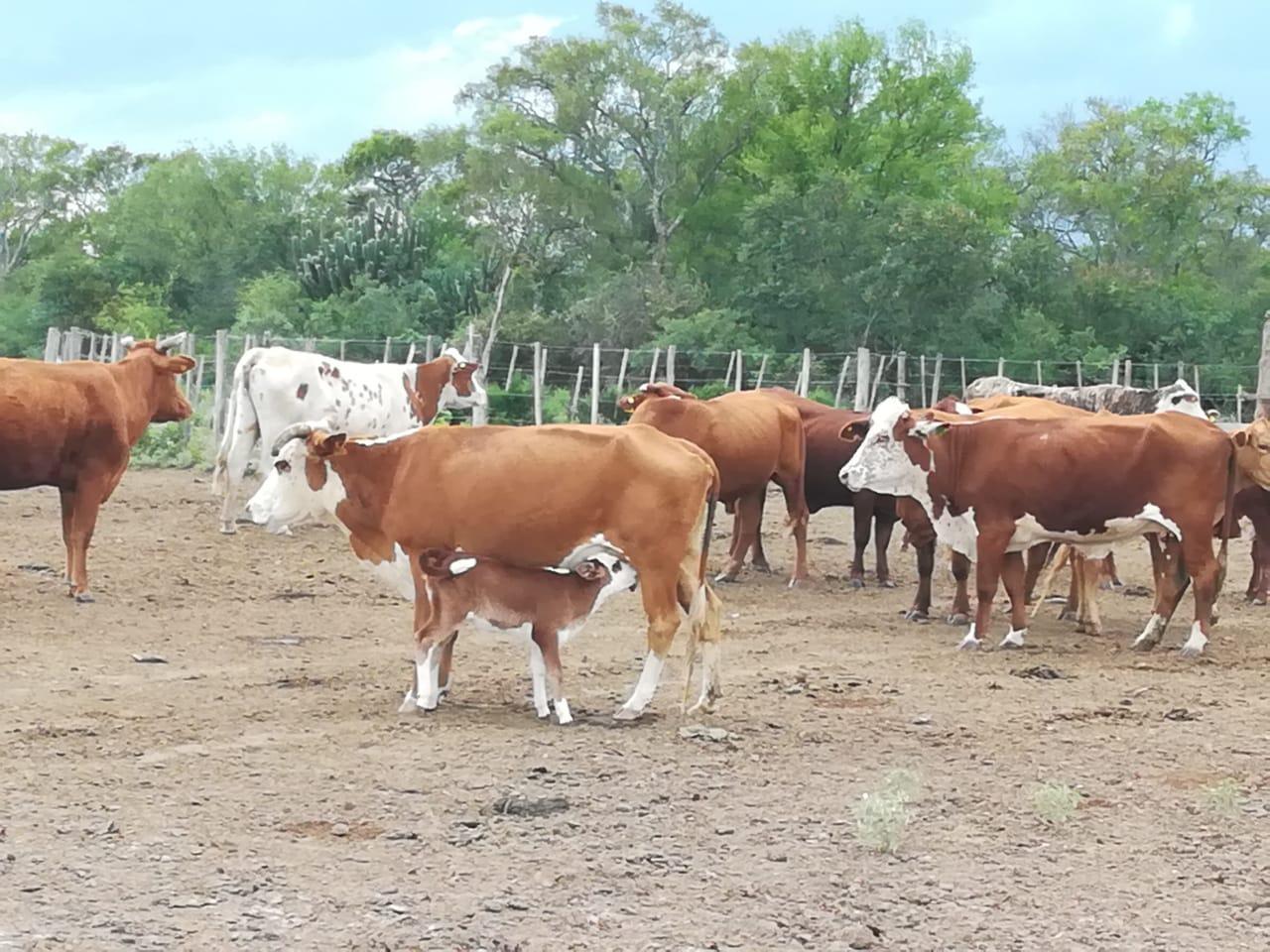 Foto de Campo de 2.672 Hectáreas en Pinto, Santiago del Estero, imagen 1