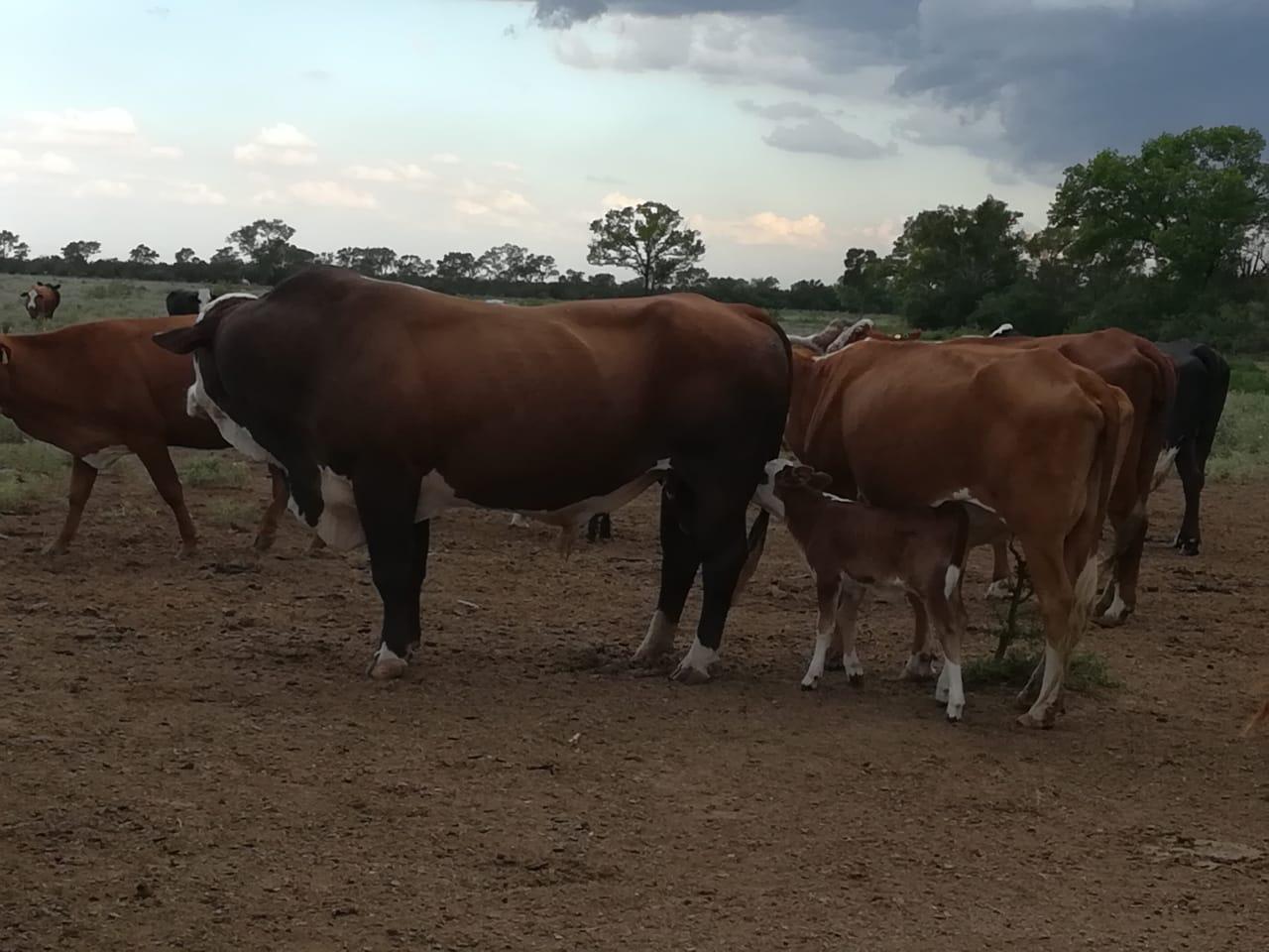 Foto de Campo de 2.672 Hectáreas en Pinto, Santiago del Estero, imagen 3
