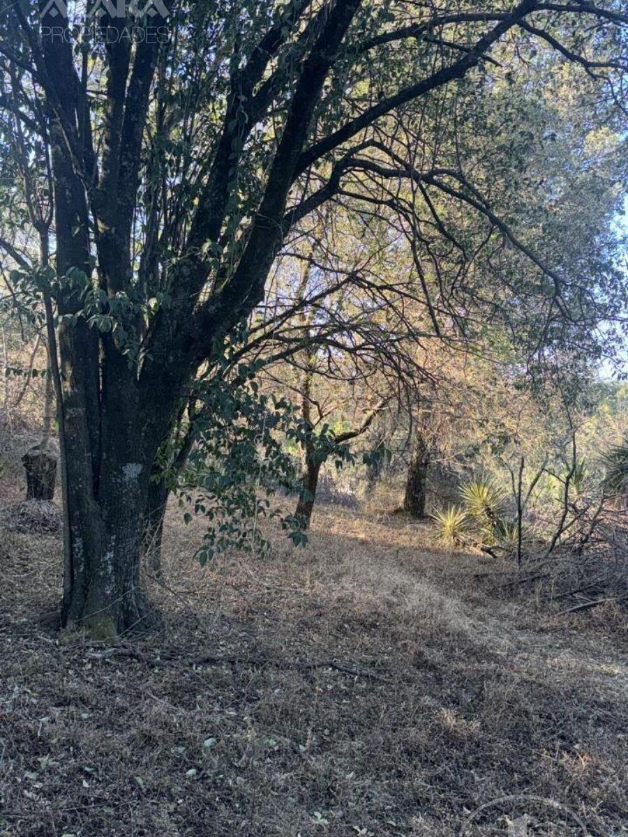 Foto de Terreno - Rio Ceballos, imagen 5