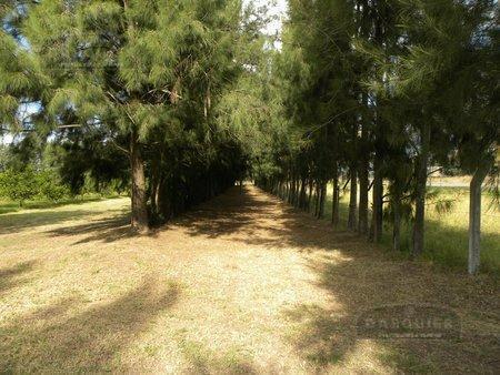 Campo en San Pedro 5