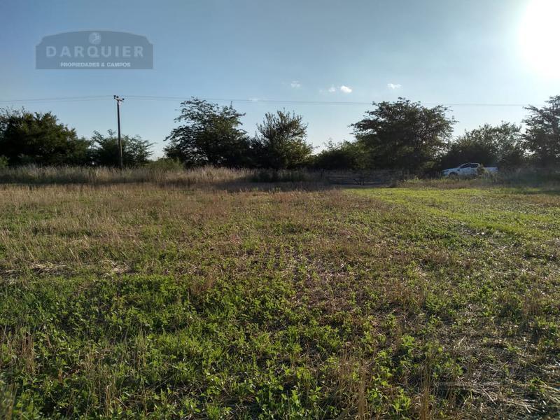 Campo - Lobos 2