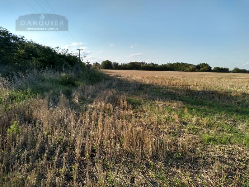 Campo - Lobos 4