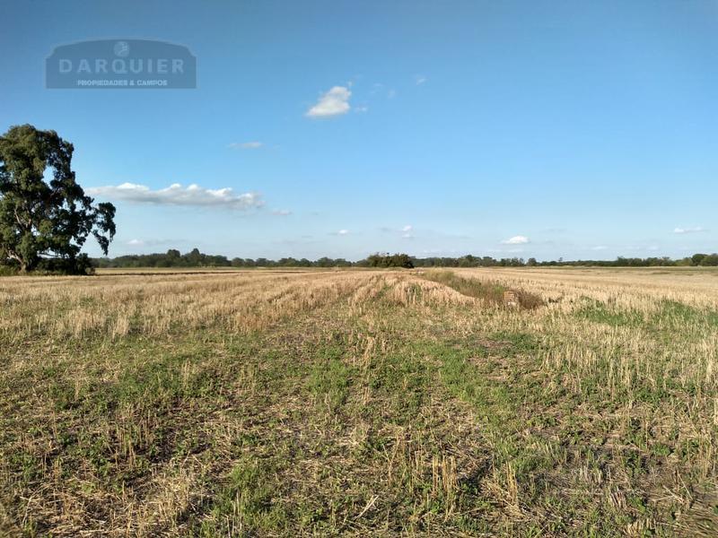 Campo - Lobos 1