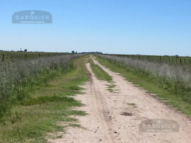 184 HA. CASALINS 3