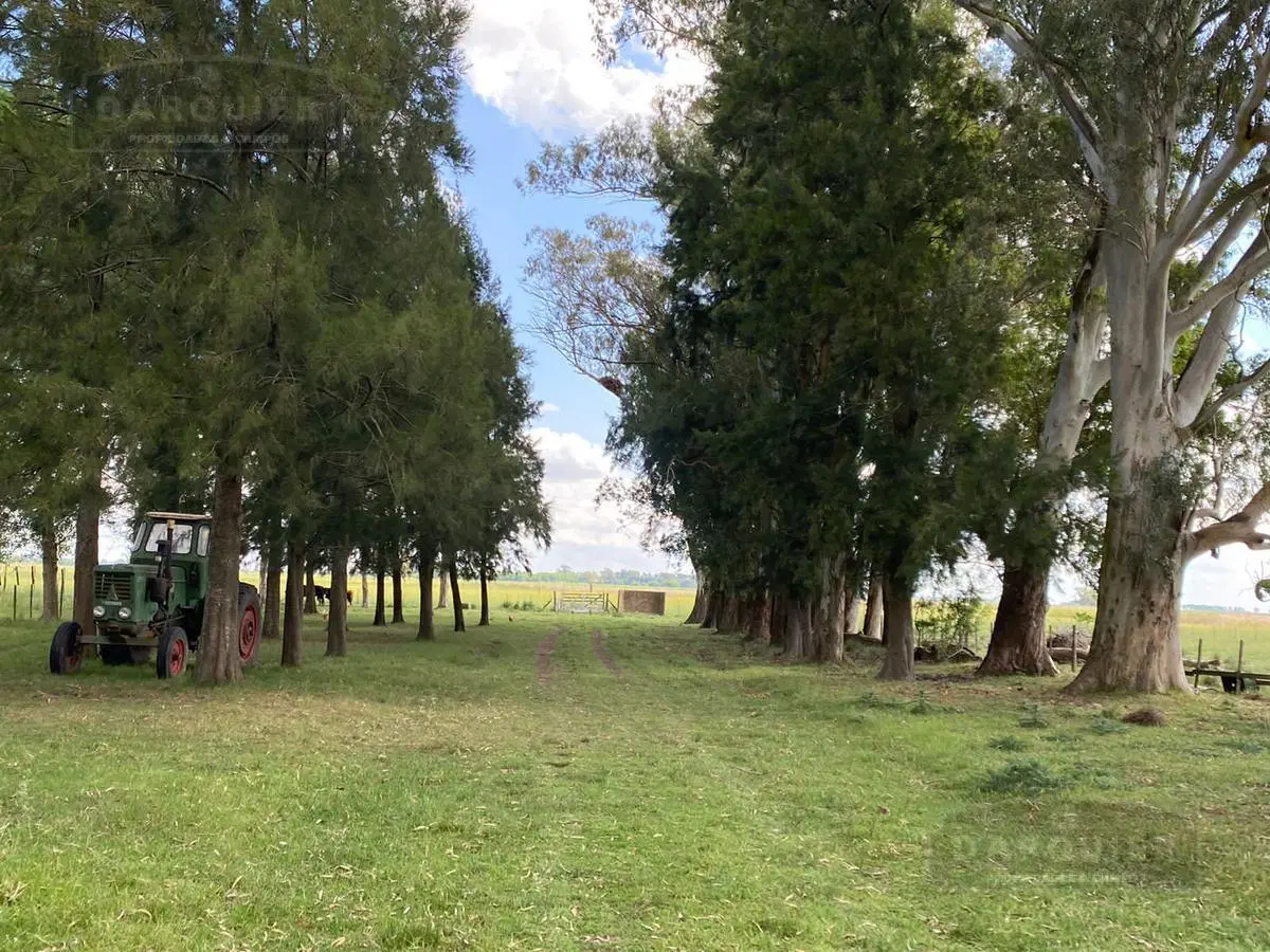 Campo - Ranchos 5