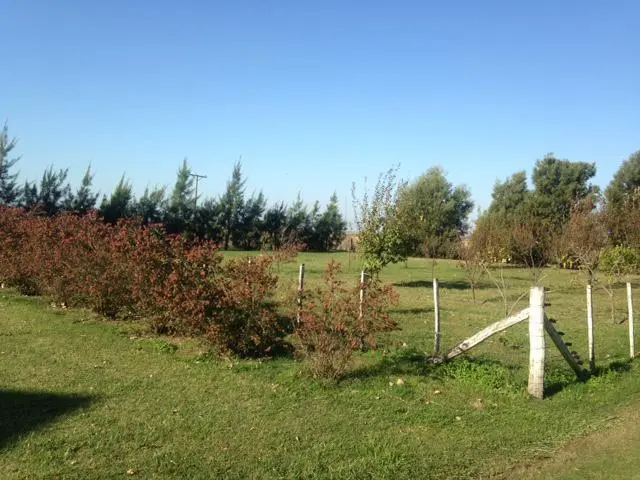 Campo - Las Flores 2
