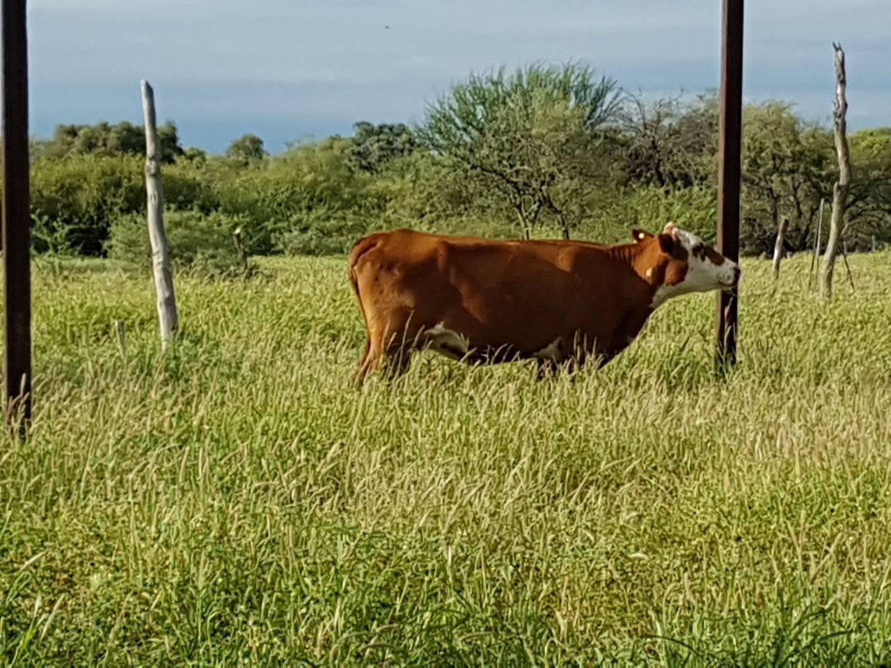 Foto de Casa Campo en Venta en Chamical, La Rioja, imagen 1
