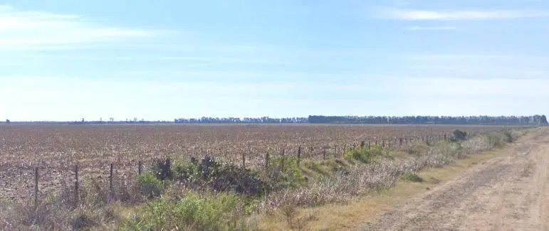 Campo en Ramallo Paraíso 28 hectáreas 1
