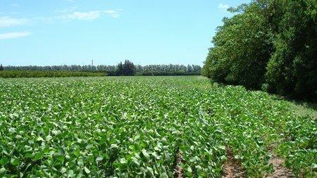Foto de PROPIEDADES RURALES - AGRICOLA - SAN PEDRO, imagen 1