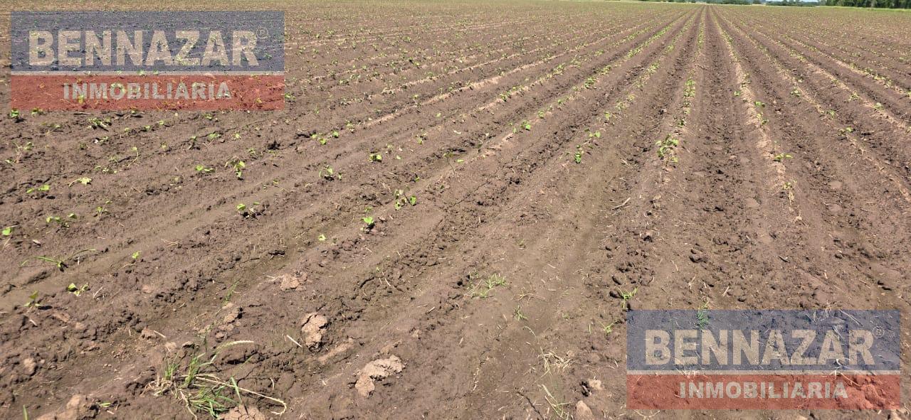 Foto de Campo camino a Vuelta de Obligado IDEAL FIN DE SEMANAS!, imagen 4