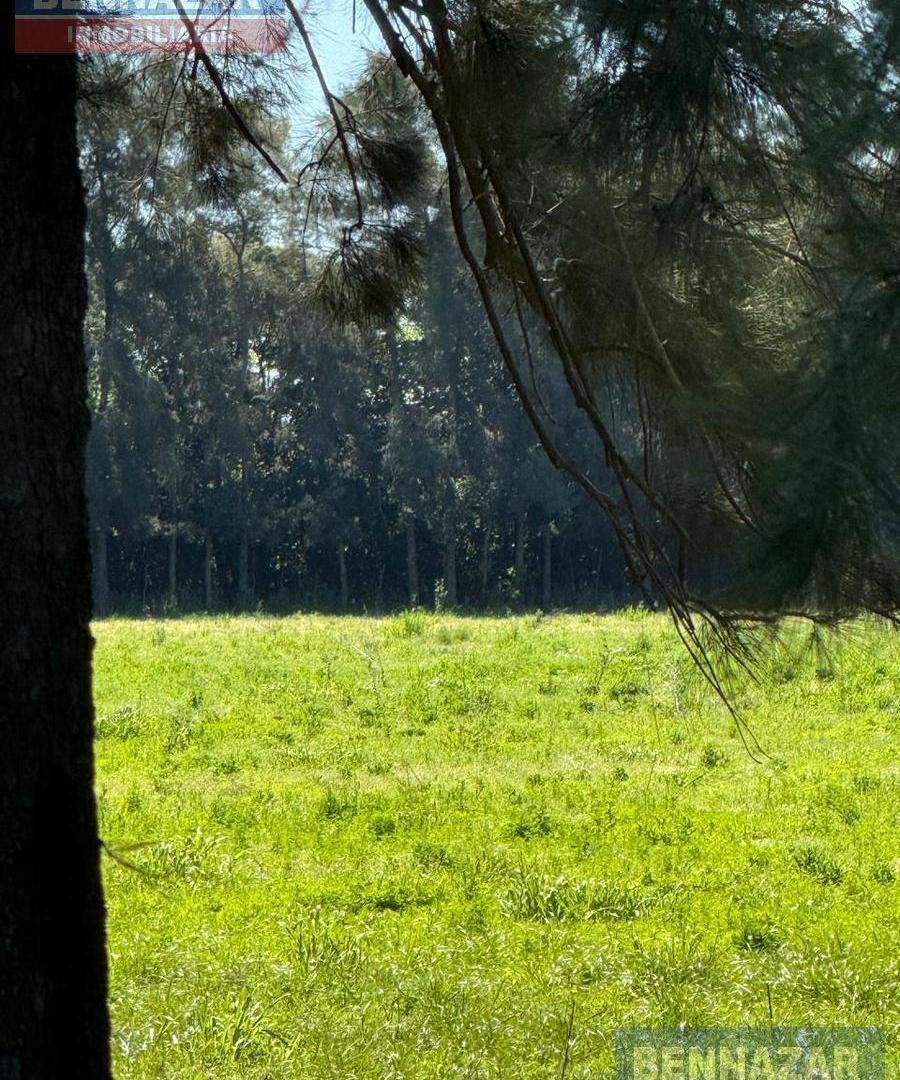 Foto de 5 HECTAREAS EN VENTA, RIO TALA, LA CELINA, SAN PEDRO, imagen 3