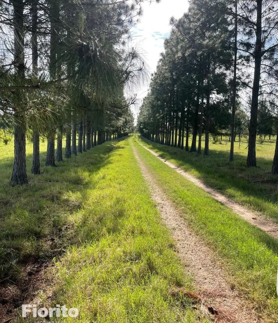Campo en Goya 2