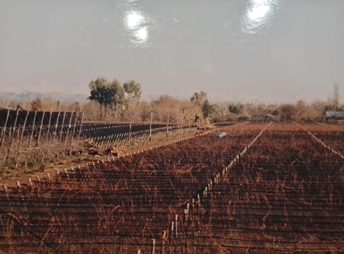 Chacra de 9 Ha, con 2 Casas, Viñedos y Ciruelos a 10 Kms de San Rafael 2