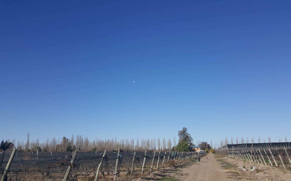 Chacra de 9 Ha, con 2 Casas, Viñedos y Ciruelos a 10 Kms de San Rafael 5