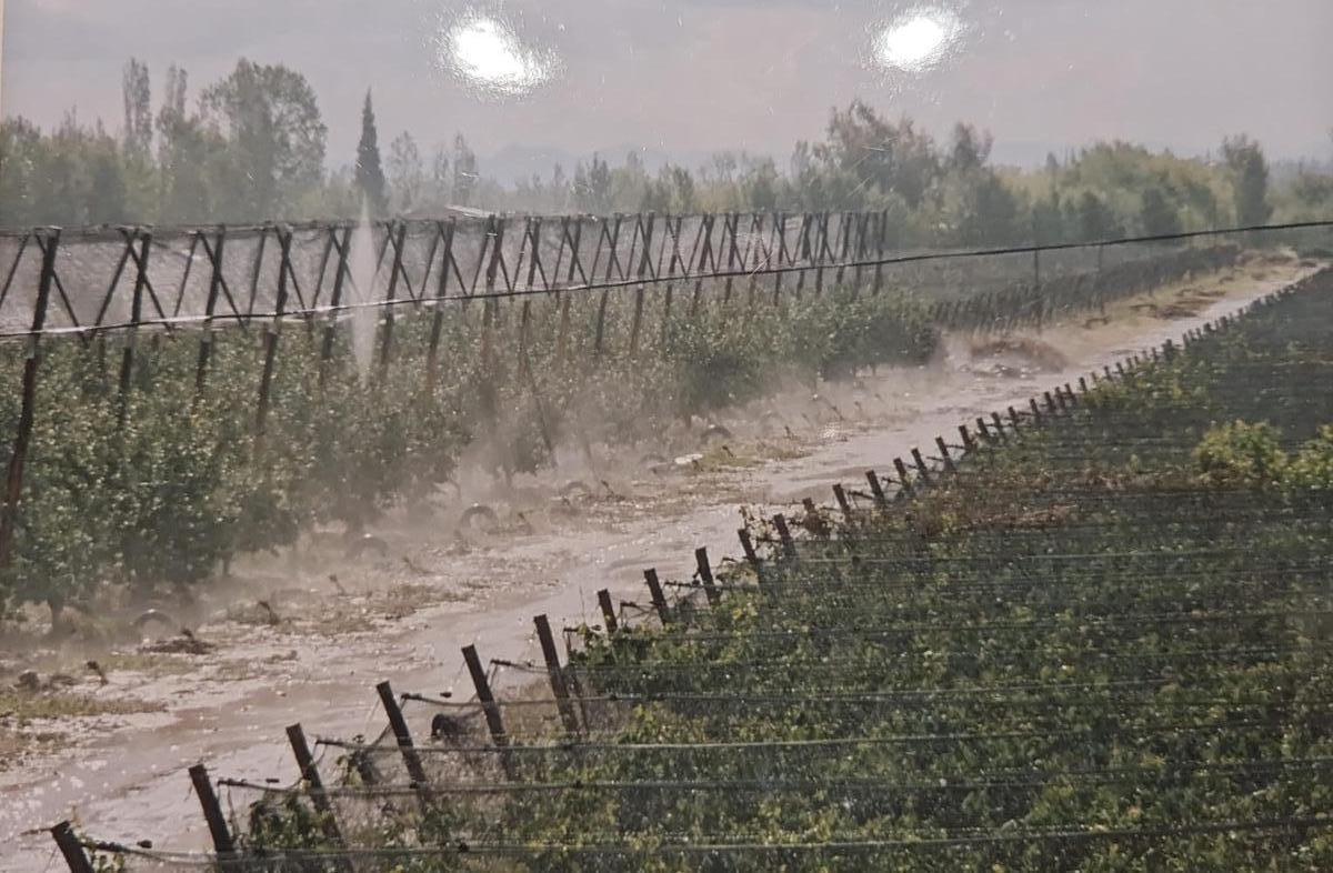 Chacra de 9 Ha, con 2 Casas, Viñedos y Ciruelos a 10 Kms de San Rafael 4