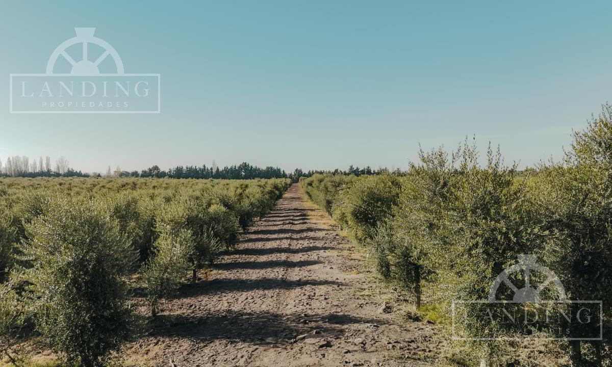 Finca Teberni en Mendoza 4