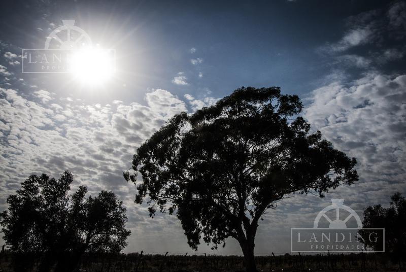 Campo - Finca Productiva de Primer Nivel en Medrano - 80 Ha 5
