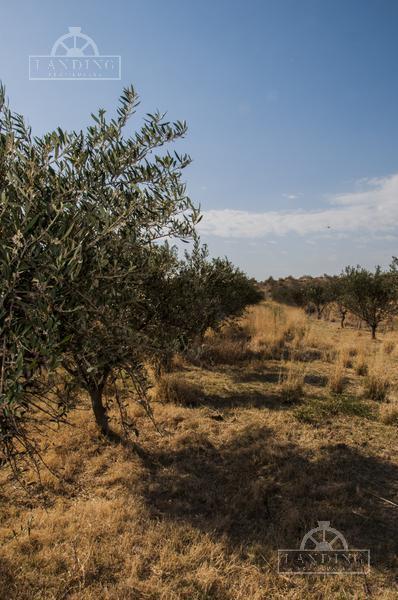 Campo - Finca Productiva de Primer Nivel en Medrano - 80 Ha 3