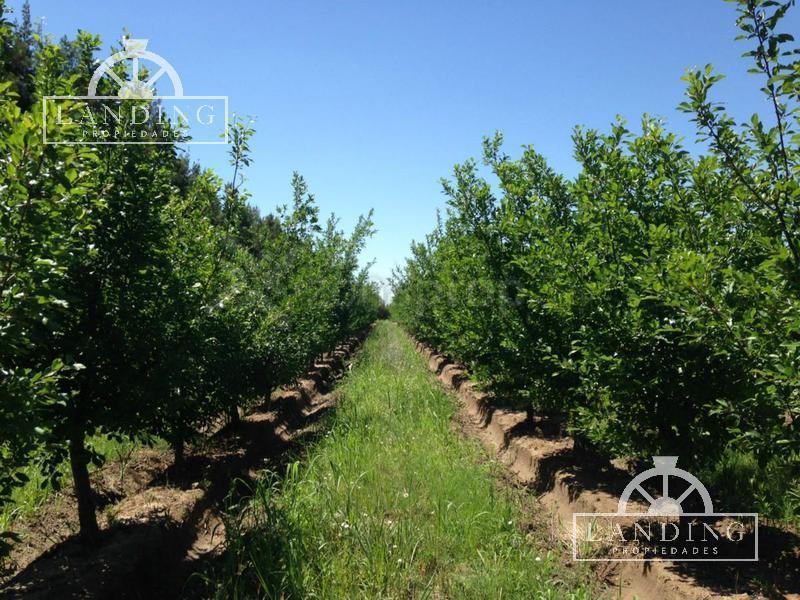 Finca Productiva en Venta en Mendoza, 60 Has Cultivos Intensivos 4