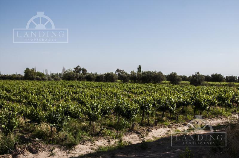 Finca Productiva en Venta en Mendoza, 60 Has Cultivos Intensivos 3