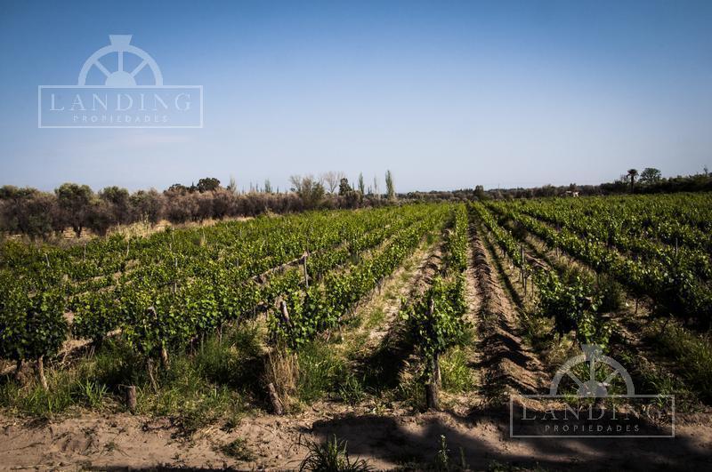 Finca Productiva en Venta en Mendoza, 60 Has Cultivos Intensivos 2