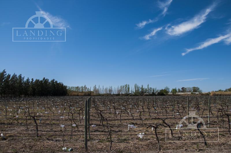 Finca Productiva en Venta en Mendoza, 60 Has Cultivos Intensivos 1