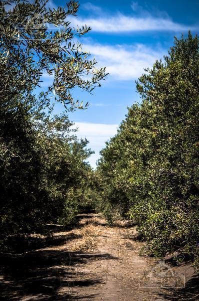 Campo - Finca Productiva de Primer Nivel, Sobre Ruta 7, Mendoza, 24 Ha 2