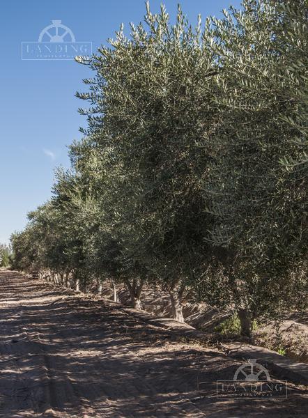 Campo - Finca Productiva de Primer Nivel, Sobre Ruta 7, Mendoza, 24 Ha 5