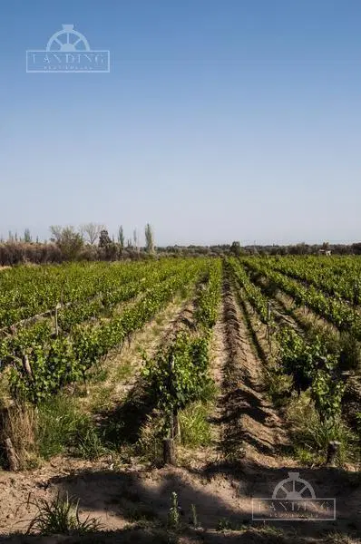 Campo - Finca Productiva de primer nivel, sobre Ruta 7, Mendoza, 24 has 3