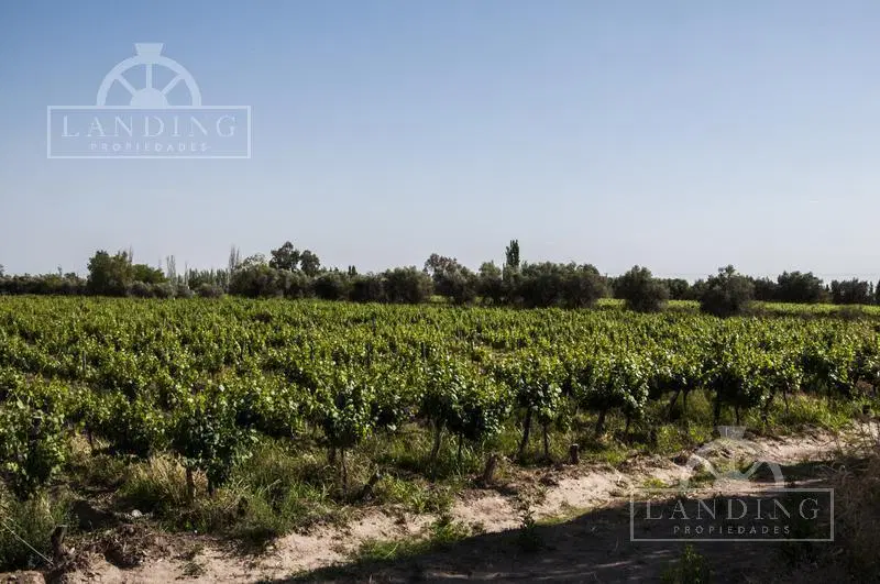 Campo - Finca Productiva de primer nivel, sobre Ruta 7, Mendoza, 24 has 8