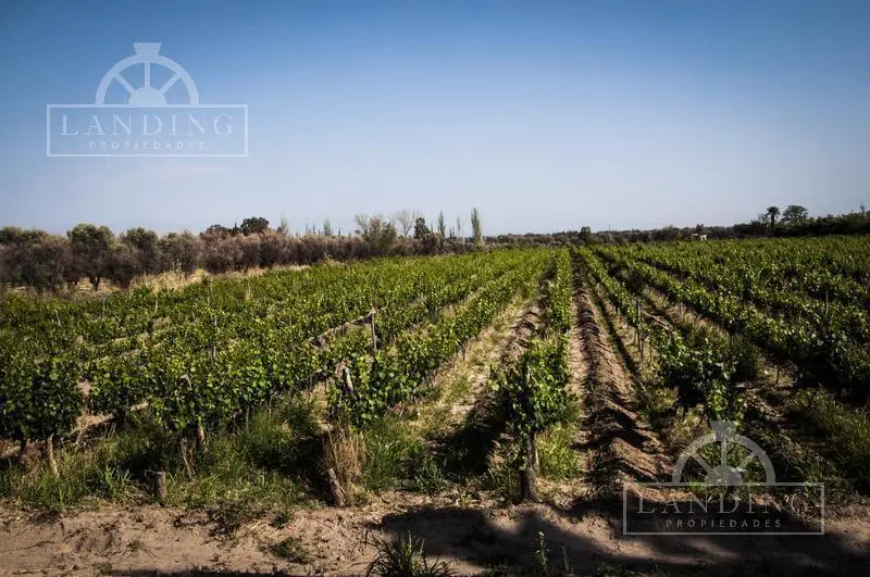 Campo - Finca Productiva de primer nivel, sobre Ruta 7, Mendoza, 24 has 2