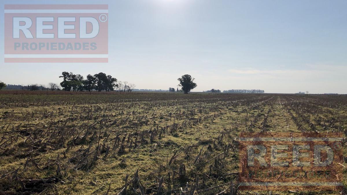 Campo - Saladillo 4