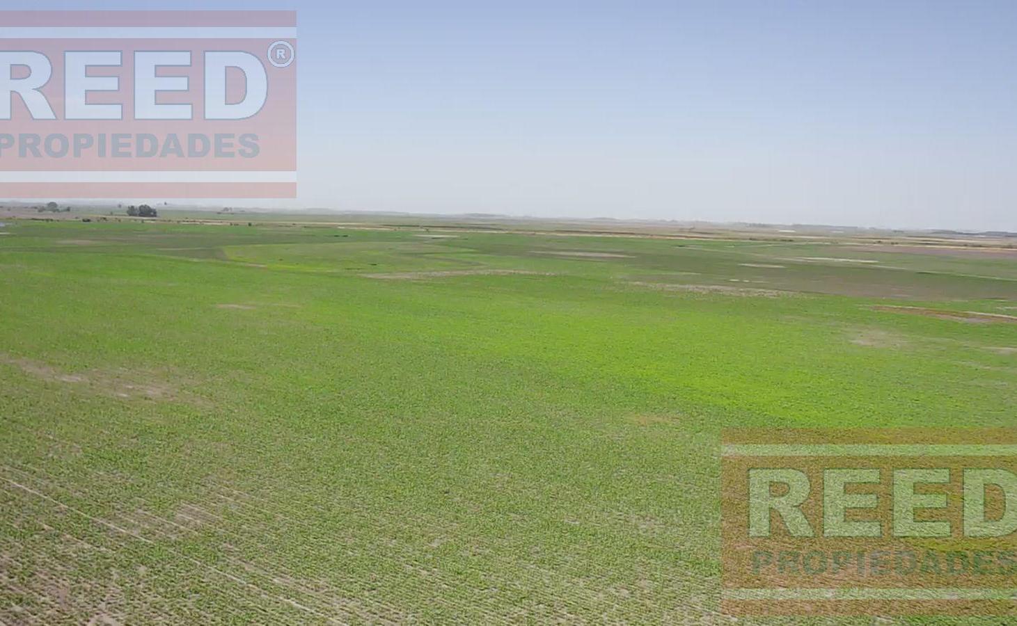 Campo en Roque Perez