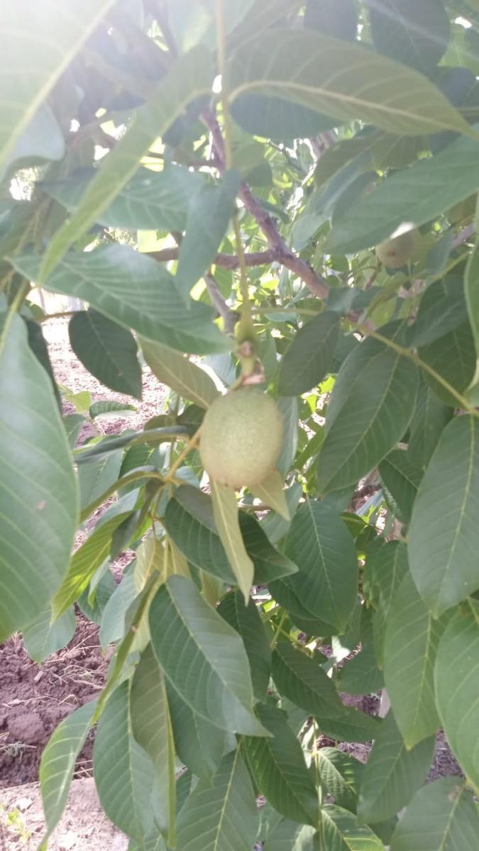Finca Productiva en San Rafael, Mendoza 3