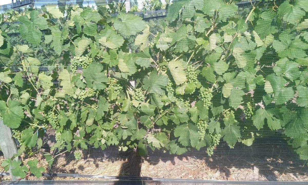 Finca Productiva en San Rafael, Mendoza 4